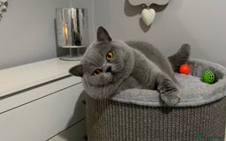 British Shorthair cats for stud: 💙 BEAUTIFUL BLUE STUDS EAST MIDS TICA GCCF 💙 in Derby - Image 2