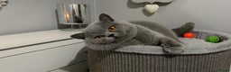 British Shorthair cats for stud: 💙 BEAUTIFUL BLUE STUDS EAST MIDS TICA GCCF 💙 in Derby - Advert 2
