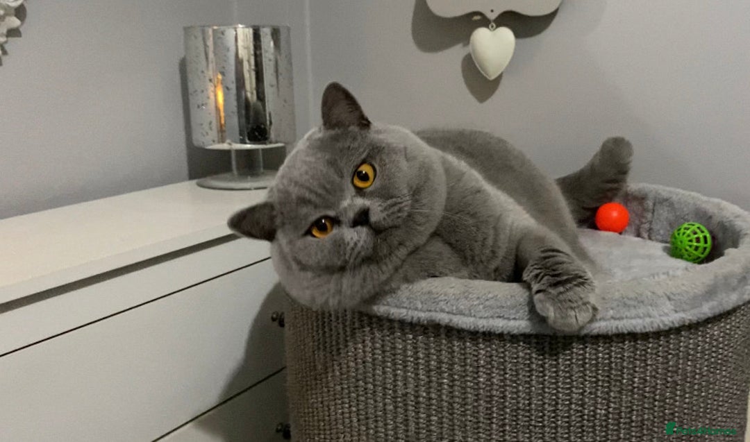 British Shorthair cats for stud: 💙 BEAUTIFUL BLUE STUDS EAST MIDS TICA GCCF 💙 in Derby - Image 2