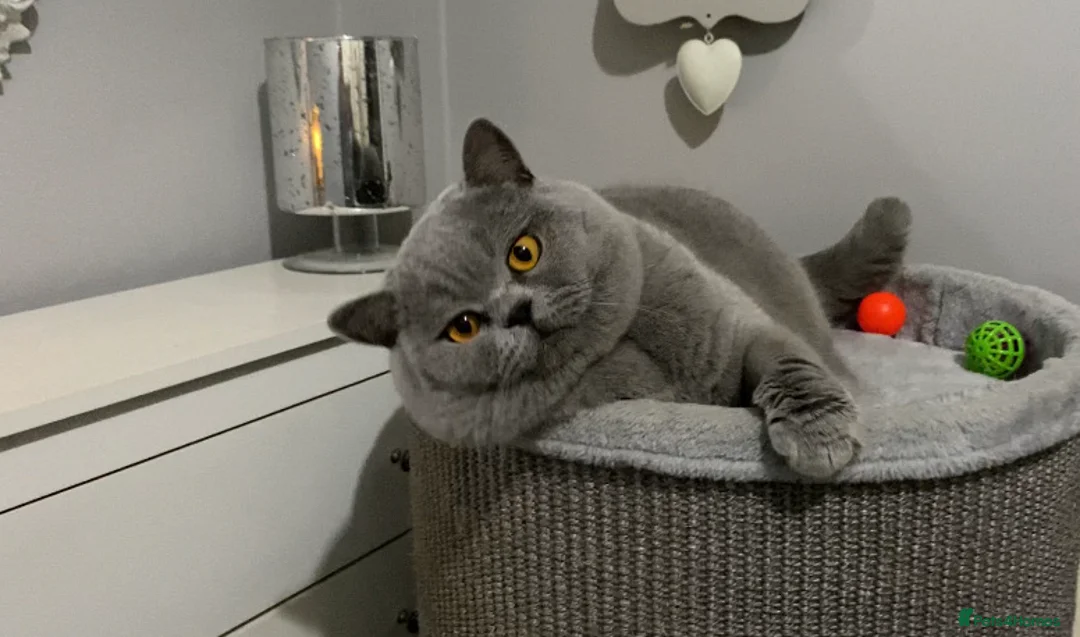 British Shorthair cats for stud: 💙 BEAUTIFUL BLUE STUDS EAST MIDS TICA GCCF 💙 in Derby - Advert 2