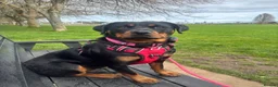 Rottweiler dogs for sale: 1.5year old rottie for rehoming - Advert 6