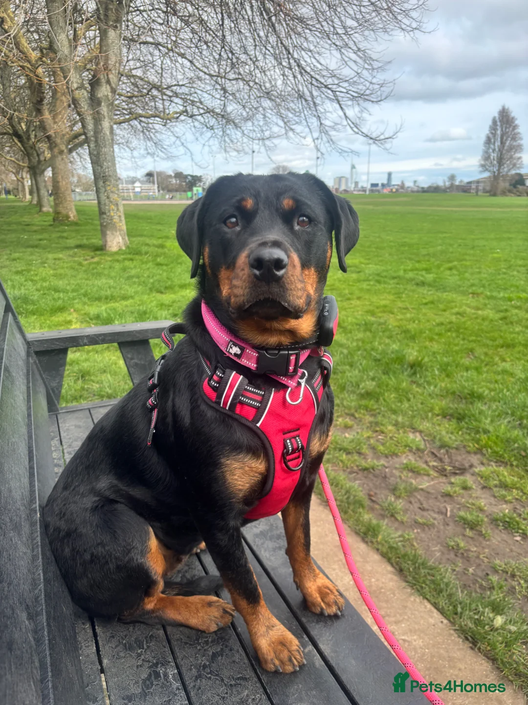 Rottweiler dogs for sale: 1.5year old rottie for rehoming - Advert 6