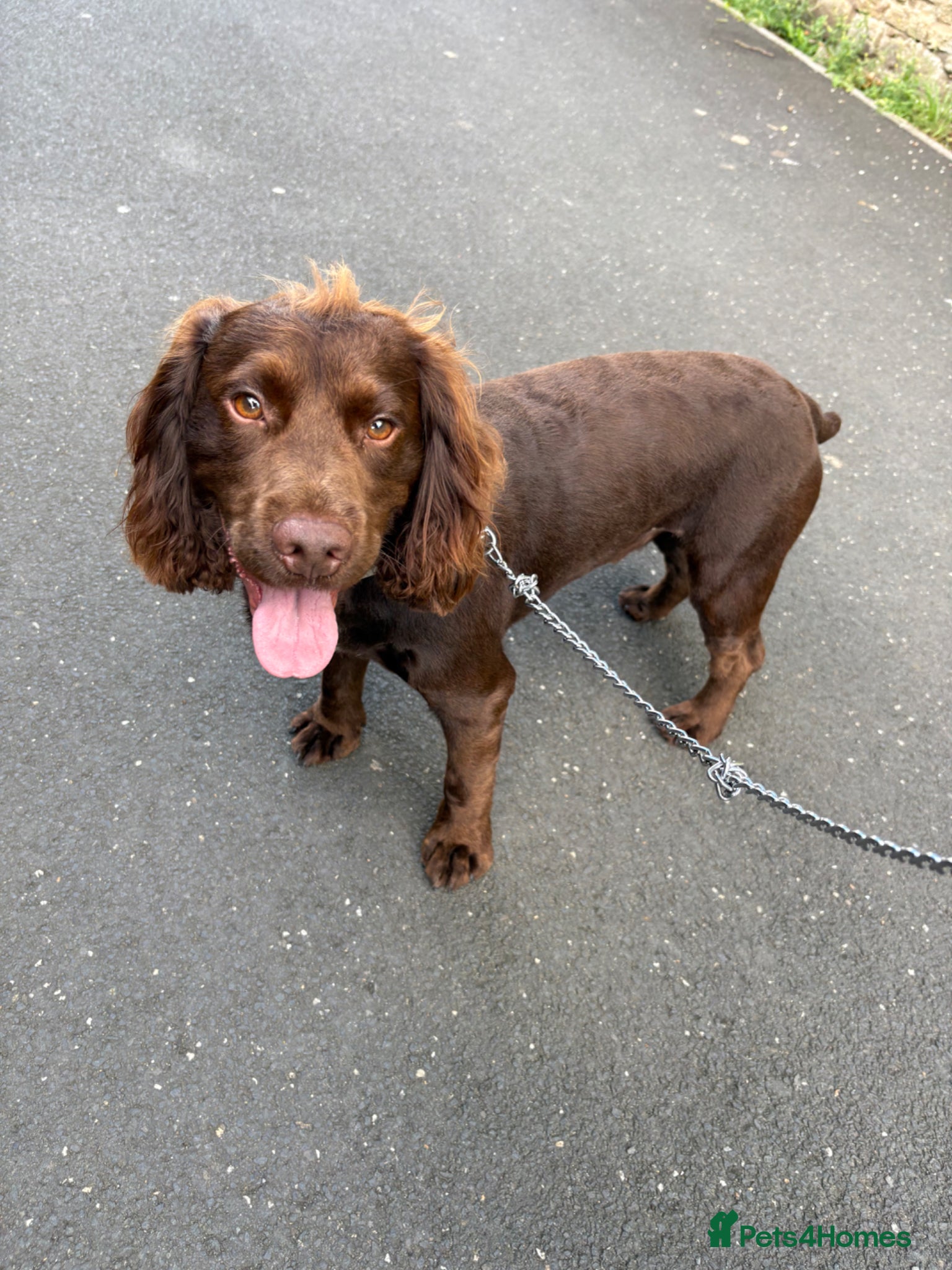 Cocker Spaniel dogs Stunning Cocker Spaniel for Stud - Advert 1
