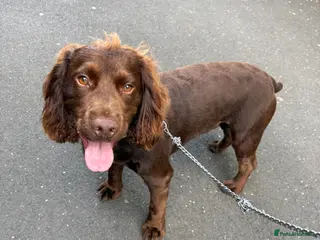 Cocker Spaniel dogs Stunning Cocker Spaniel for Stud - Advert 1