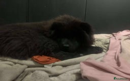 Mixed Breed dogs for sale: 7 month old chow chow x akita puppy - Image 4