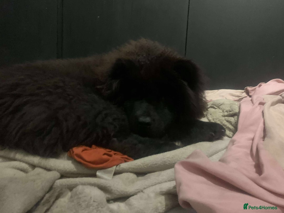 Mixed Breed dogs for sale: 7 month old chow chow x akita puppy - Image 4