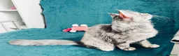 Maine Coon cats for sale: Main Coon 🐈 kittens already now  - Advert 4