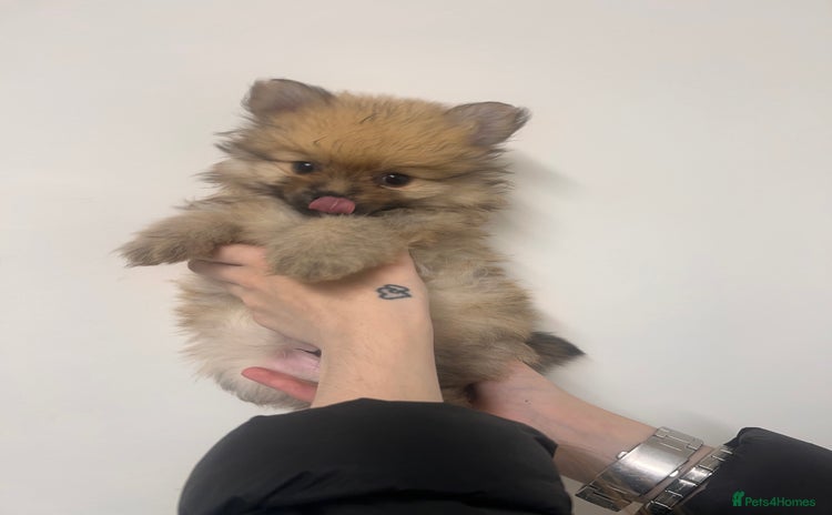 Pomeranian dogs - Advert 9