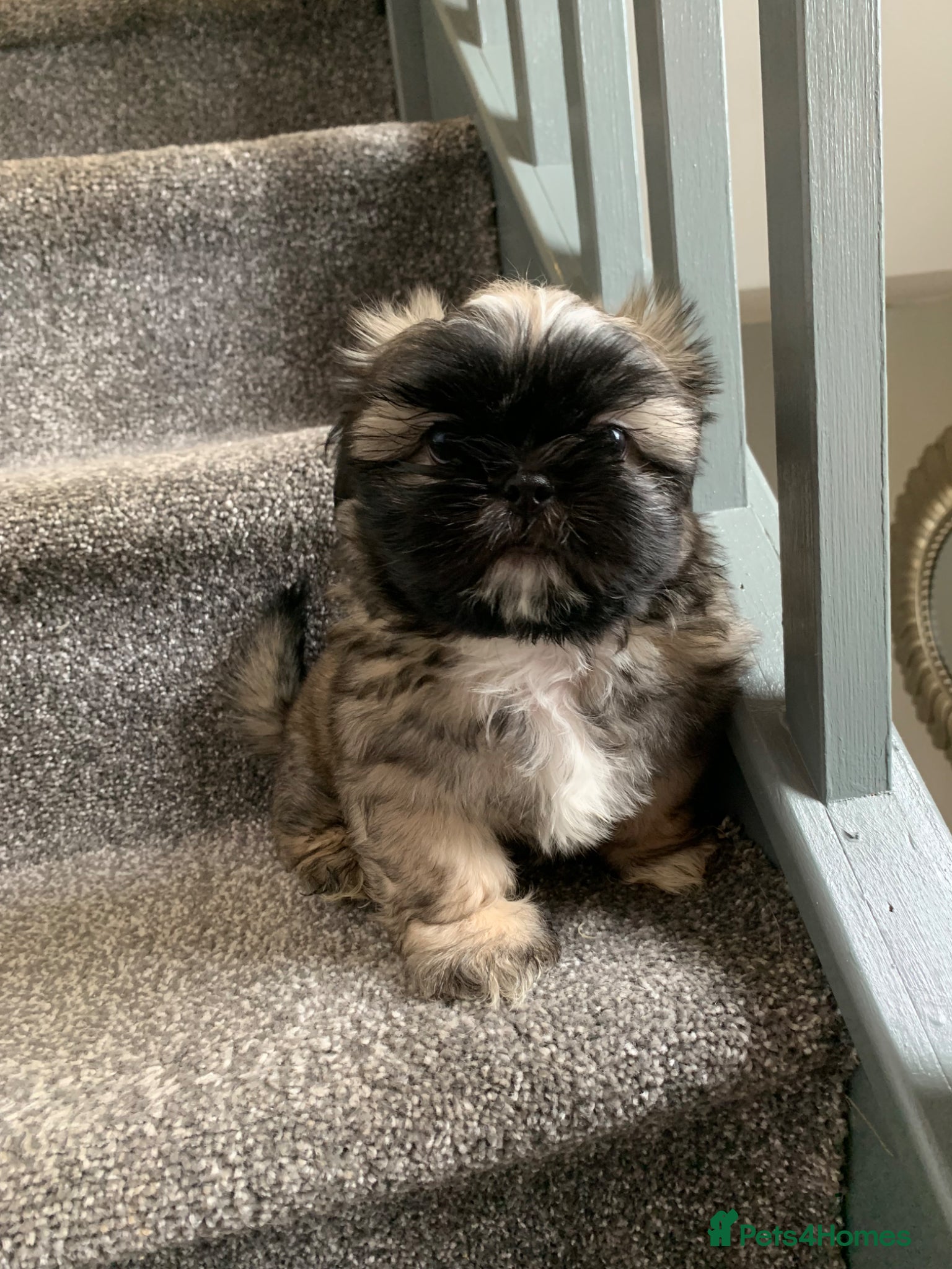 Shih Tzu dogs Imperial Shih tzu puppies ready now  - Advert 1
