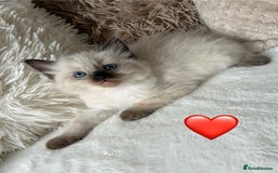 Ragdoll cats for sale: Stars 5 ⭐ Pure Ragdoll 💛 Lots of love 💛 - Image 8