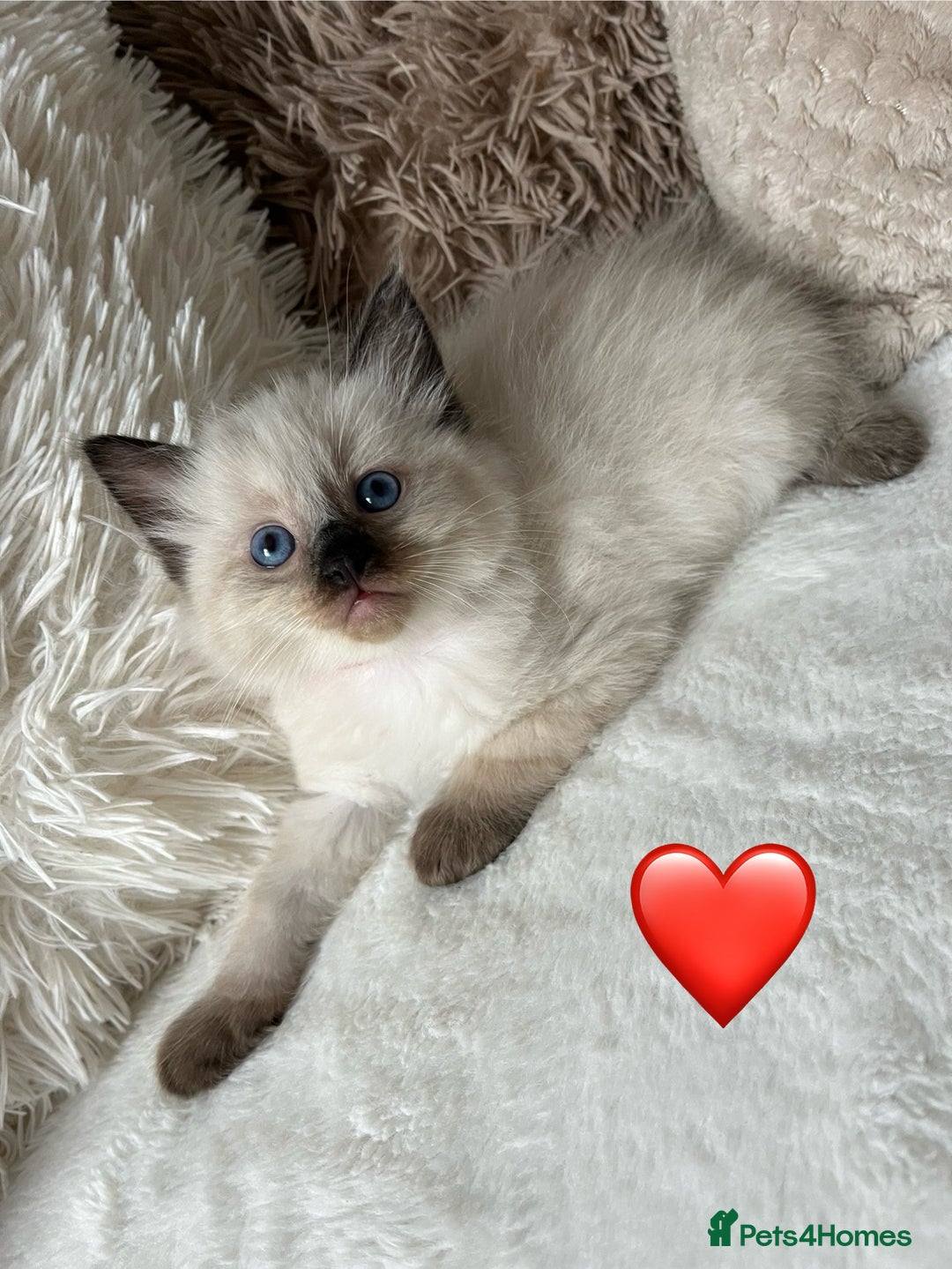 Ragdoll cats for sale: Stars 5 ⭐ Pure Ragdoll 💛 Lots of love 💛 - Image 8