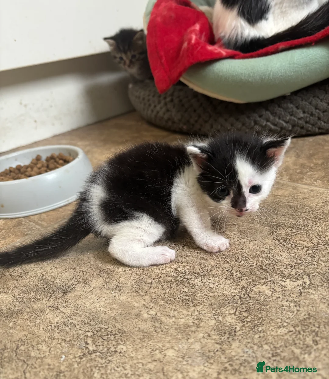 Mixed Breed cats for sale: Six Beautiful Kittens For Sale - Advert 6