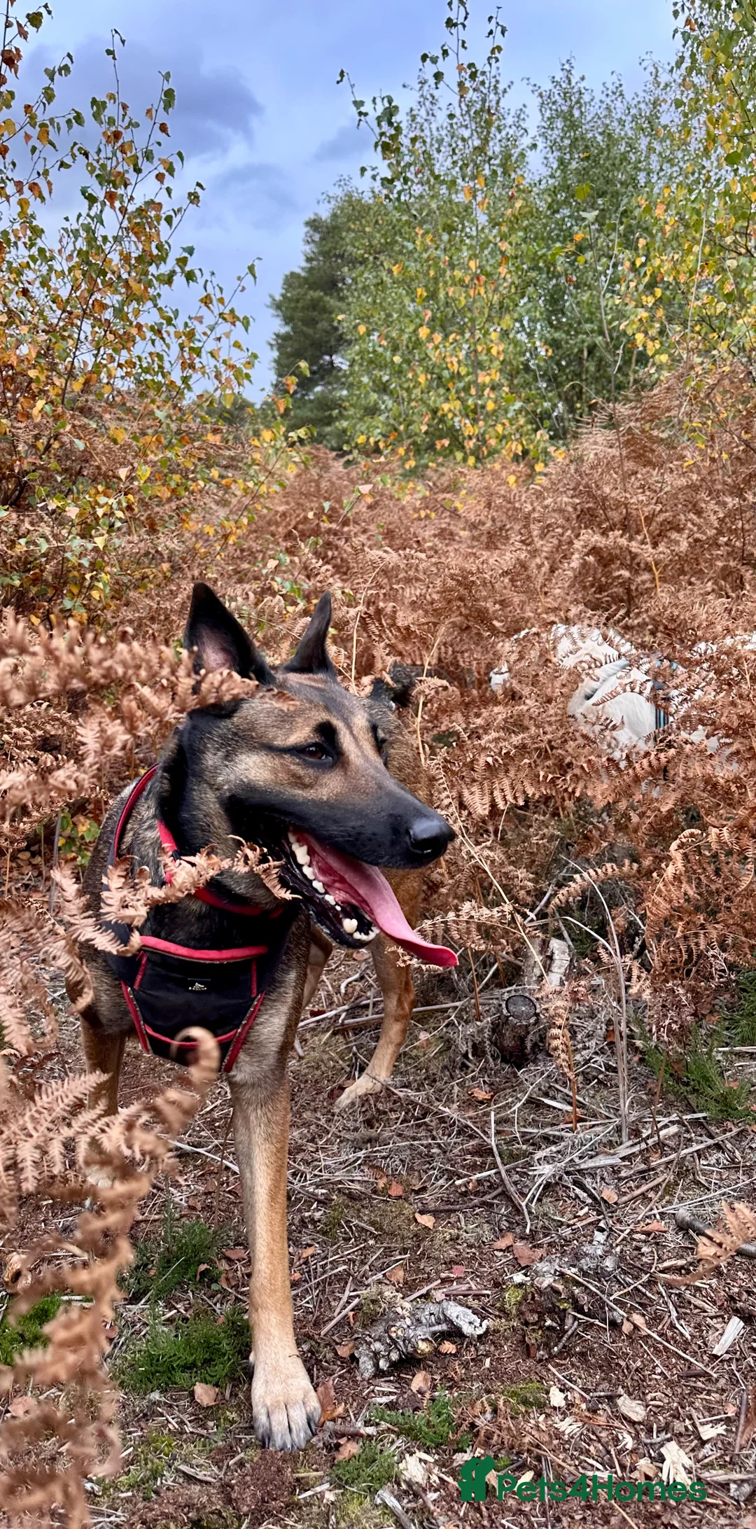 Belgian Shepherd Dog dogs for sale: 5 years old Belgian Shepherd Malinois  - Advert 4