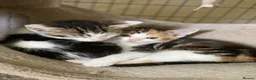 Mixed Breed cats for sale: Beautiful baby Kittens  - Advert 10