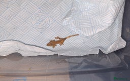 Gecko reptiles for sale: Crested gecko adult and baby - Image 11