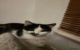 Mixed Breed cats for sale: Kitten MaineCoon cross 10 weeks 1 boy left 🥰🥰🥰 - Image 9