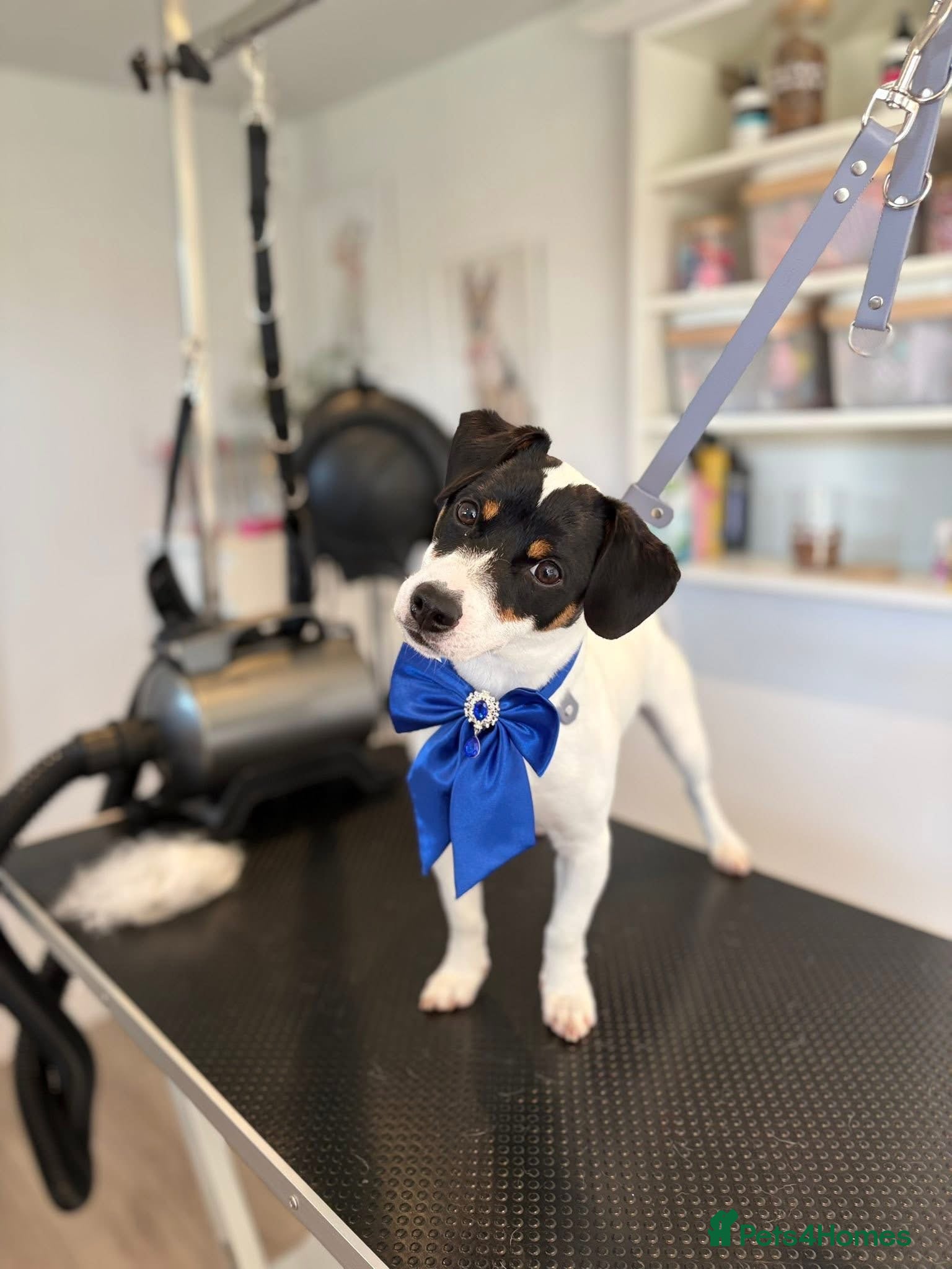 Jack Russell dogs 9 month old Jack Russell Terrier - Advert 1