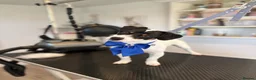 Jack Russell dogs for sale: 9 month old Jack Russell Terrier in Colchester - Advert 1