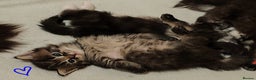 Ragcoon cats for sale: Mainecoon x Ragdoll kittens  - Advert 8