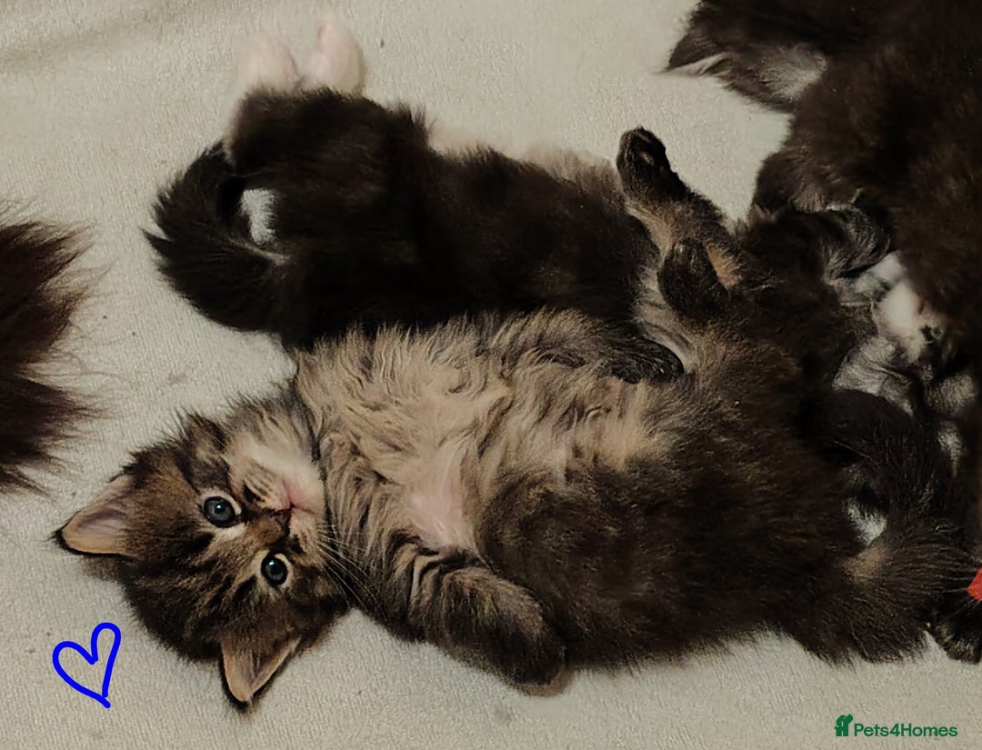 Ragcoon cats for sale: Mainecoon x Ragdoll kittens  - Advert 8