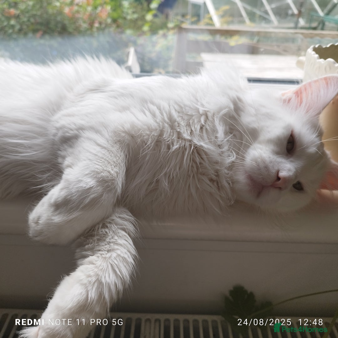 Maine Coon cats for sale: Maine coon kittens for sale - Advert 3