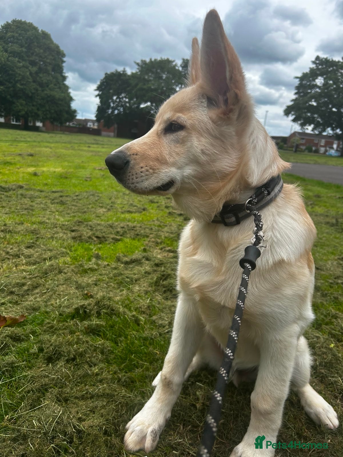 Mixed Breed dogs German shepherd cross northern Inuit  - Advert 2