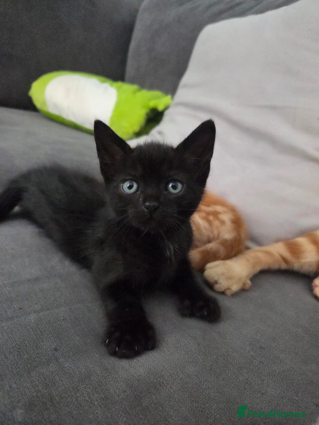 Mixed Breed cats for sale: Mixed breed females  - Image 7