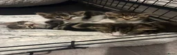 Mixed Breed cats for sale: 3 gorgeous boy kittens for sale  - Advert 12