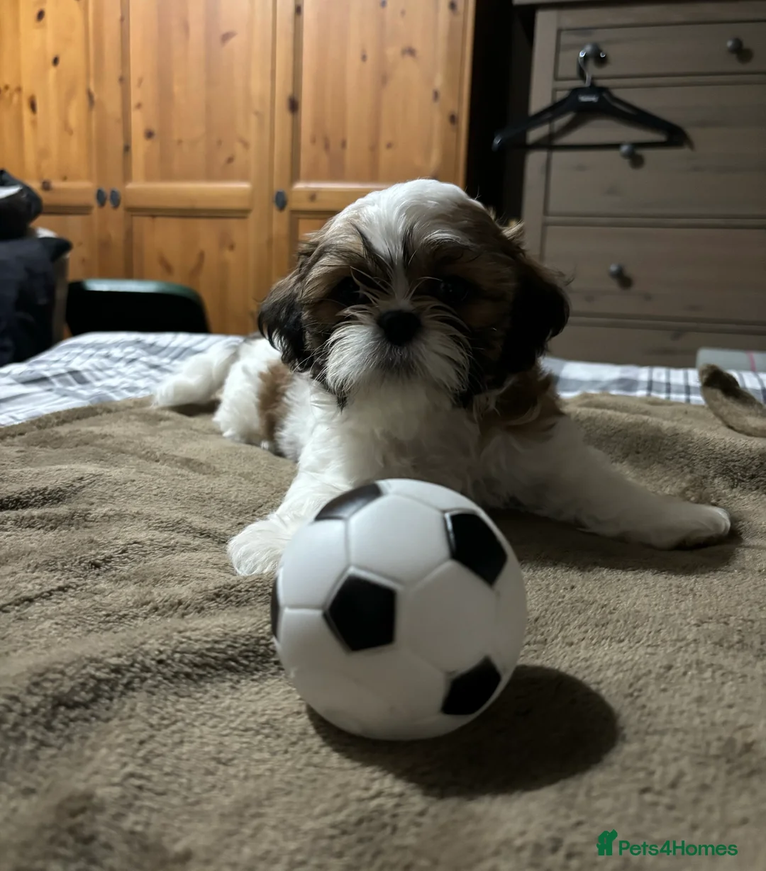 Shih Tzu dogs for sale: Shih Tzu puppies - Advert 30