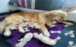 Golden Retriever dogs for sale: Golden Retriever Puppies for sale - Image 2