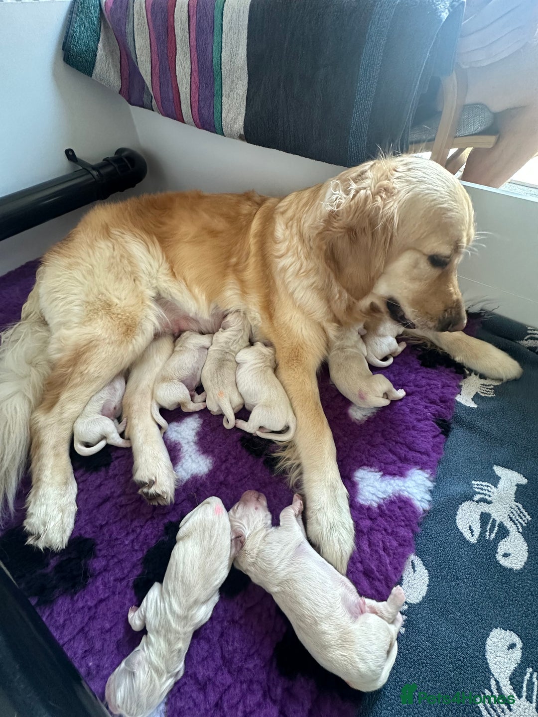 Golden Retriever dogs for sale: Golden Retriever Puppies for sale - Image 2