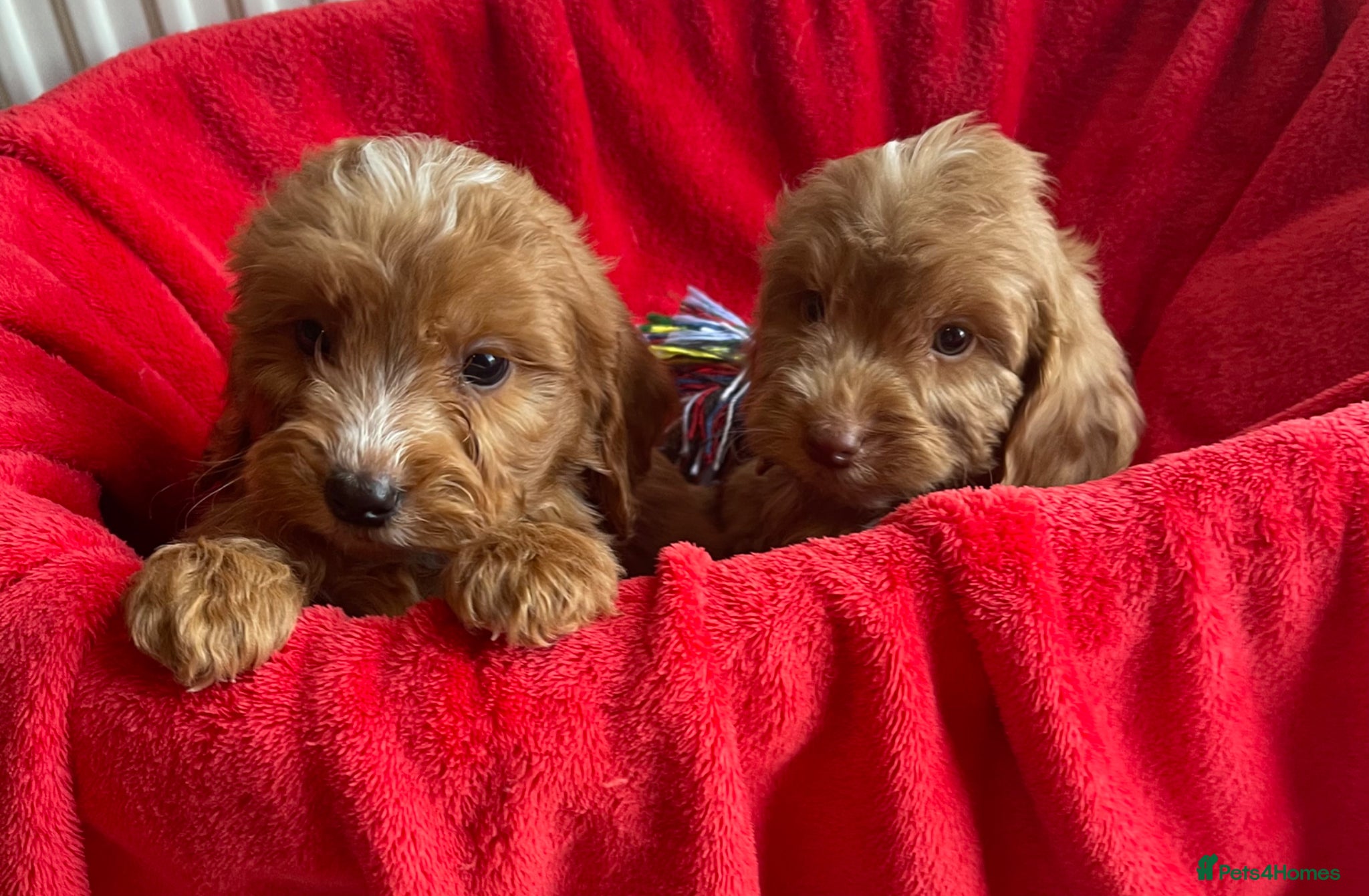 Cockapoo dogs Beautiful F1 cockerpoo pups NOW READY - Advert 1