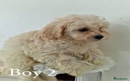 Maltipoo dogs for sale: Adorable Maltipoo Pups - Image 11