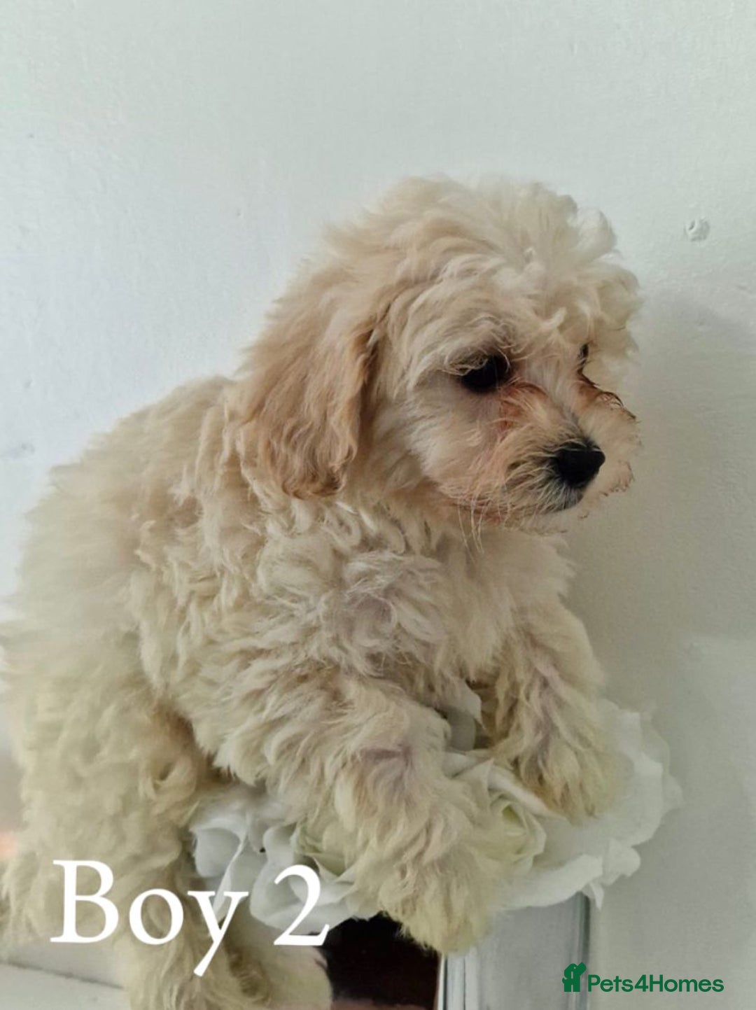 Maltipoo dogs for sale: Adorable Maltipoo Pups - Image 11