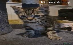 Maine Coon cats for sale: Maincoon kittens  - Image 9