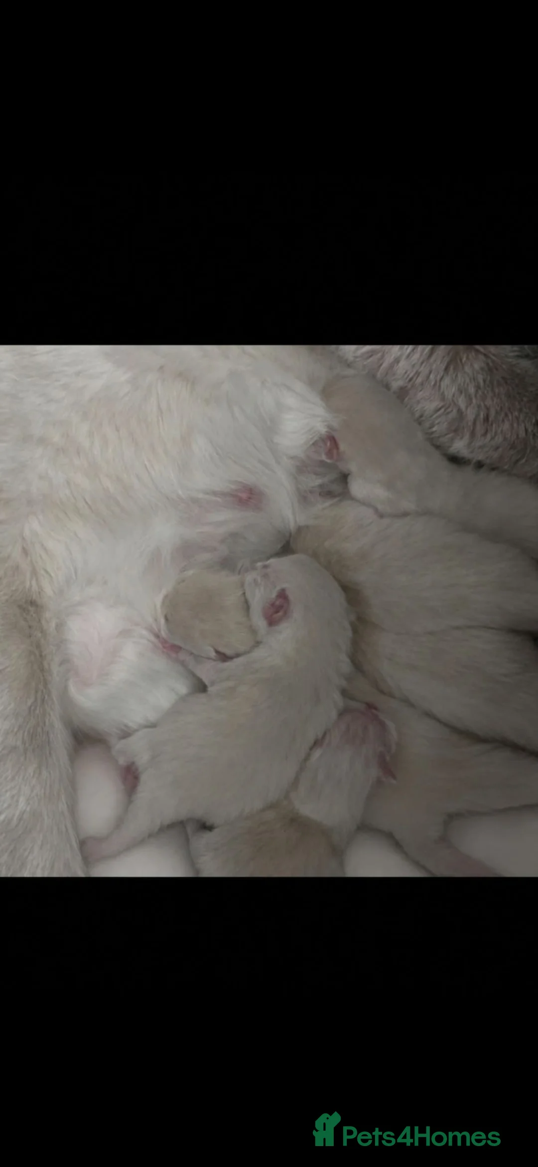 Mixed Breed cats for sale: Ragdoll x kittens - Advert 13