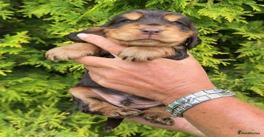 Cocker Spaniel dogs - Advert 16
