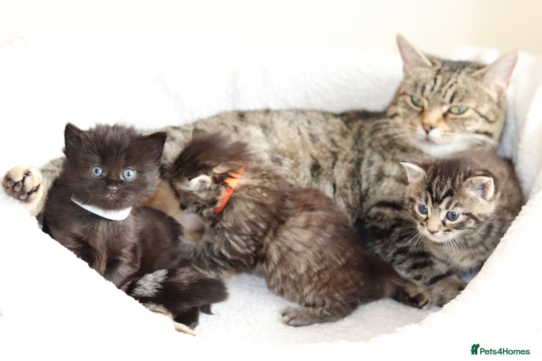 Mixed Breed cats for sale: Beautiful Kittens - Advert 12