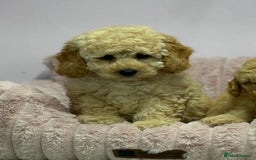 Cavapoo dogs for sale: Adorable Cavapoochon Puppies - Image 14