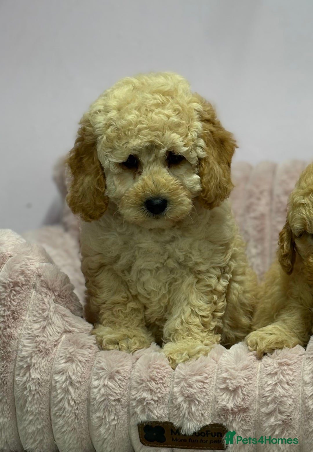 Cavapoo dogs for sale: Adorable Cavapoochon Puppies - Image 14