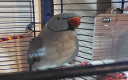 Ringnecks birds for sale: Blue Indian Ringneck Male - Image 6