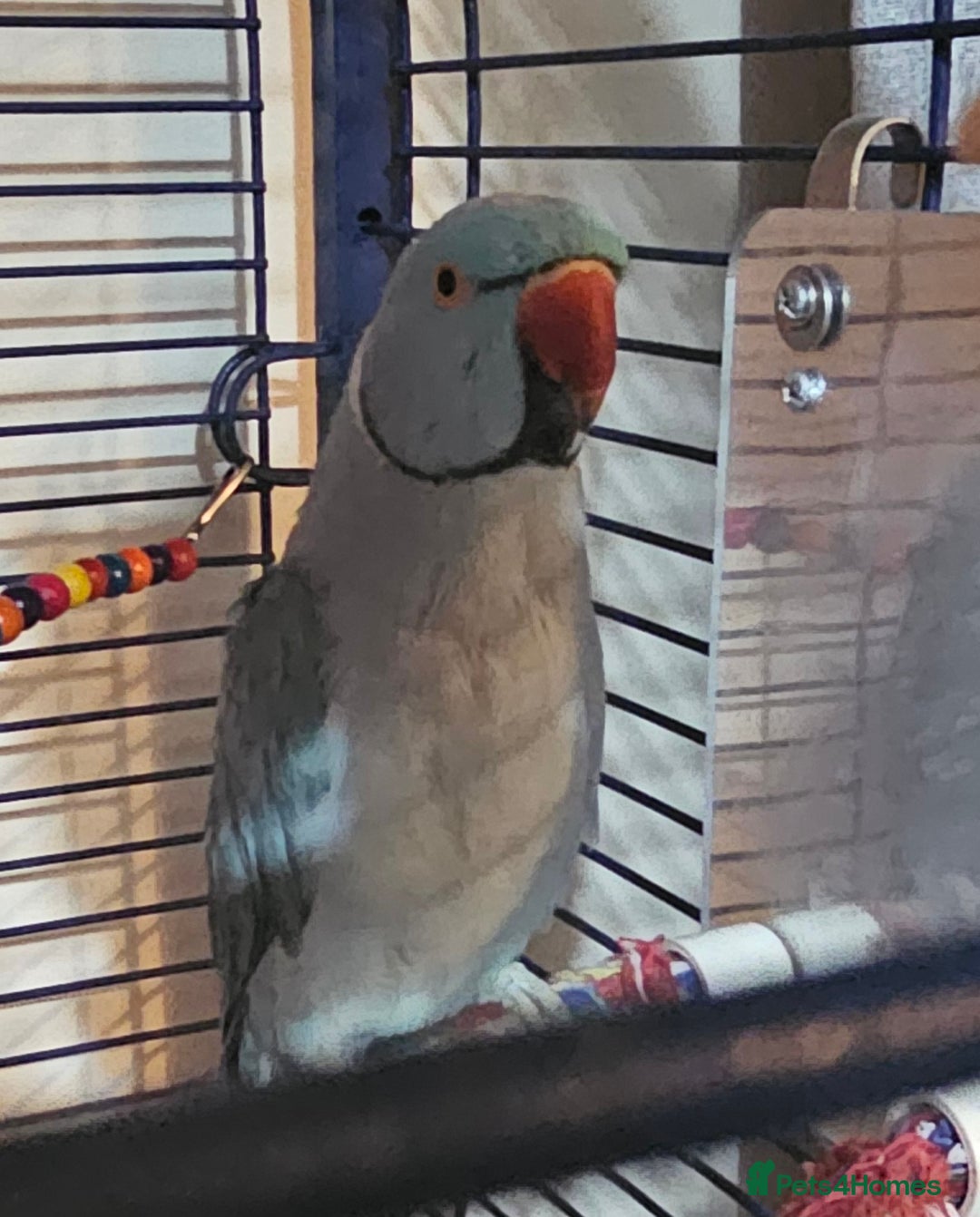 Ringnecks birds for sale: Blue Indian Ringneck Male - Image 6