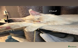 Maine Coon cats for sale: Mainecoon Kittens  - Image 4