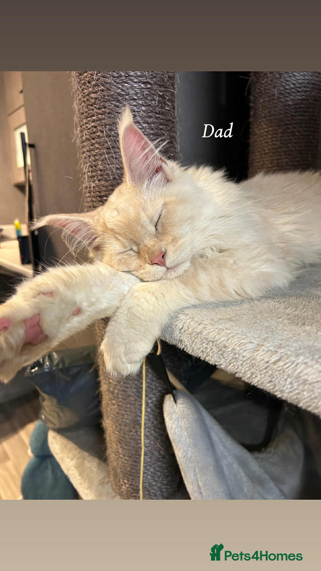 Maine Coon cats for sale: Mainecoon Kittens  - Image 4