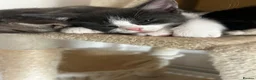 Mixed Breed cats for sale: Ragdoll cross - Advert 4