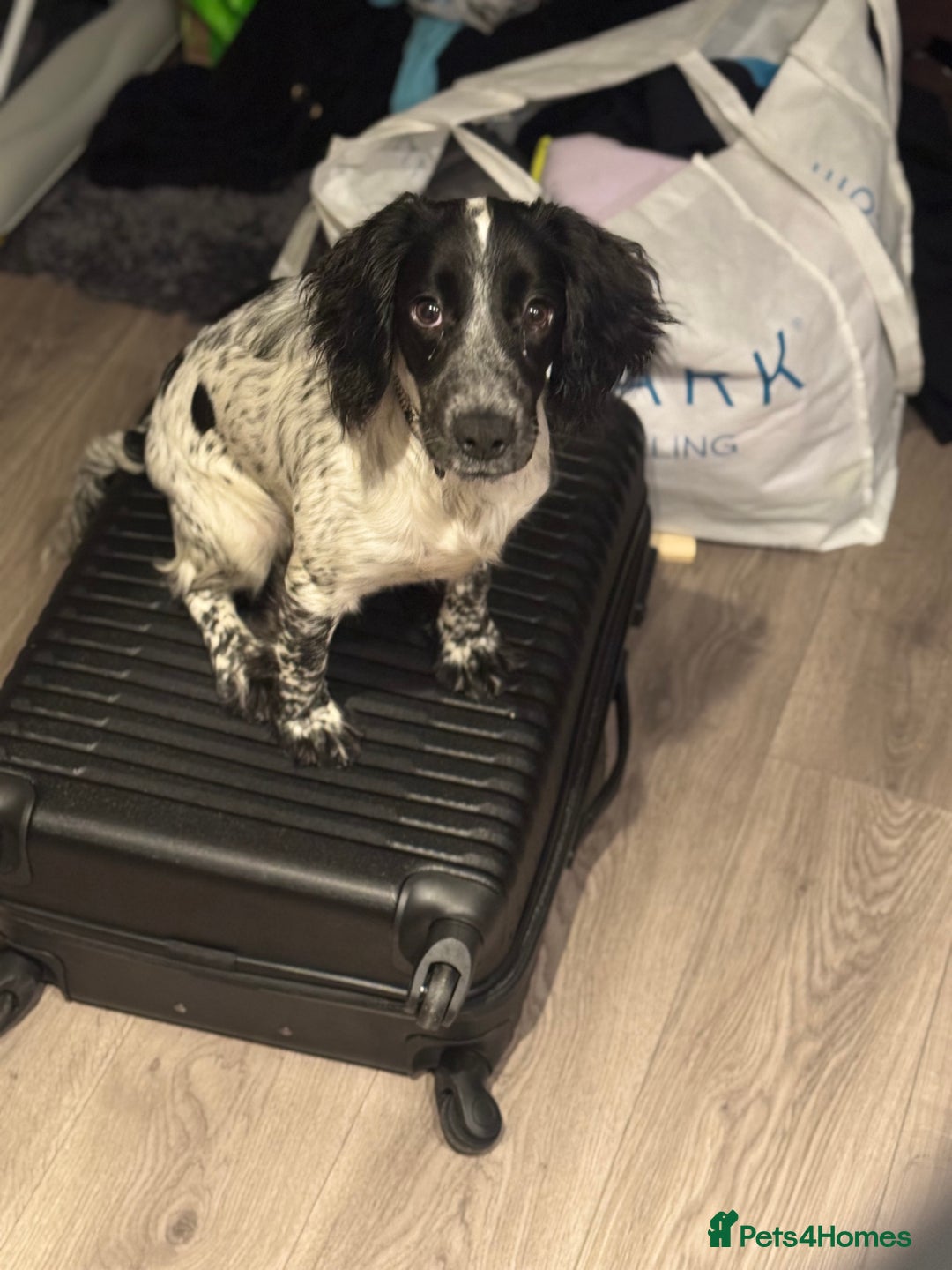 Cocker Spaniel dogs for sale: Luna the Cocker Spaniel - Advert 6