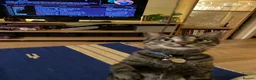 Domestic Shorthair cats for sale: Inigo and Daisy - Advert 18
