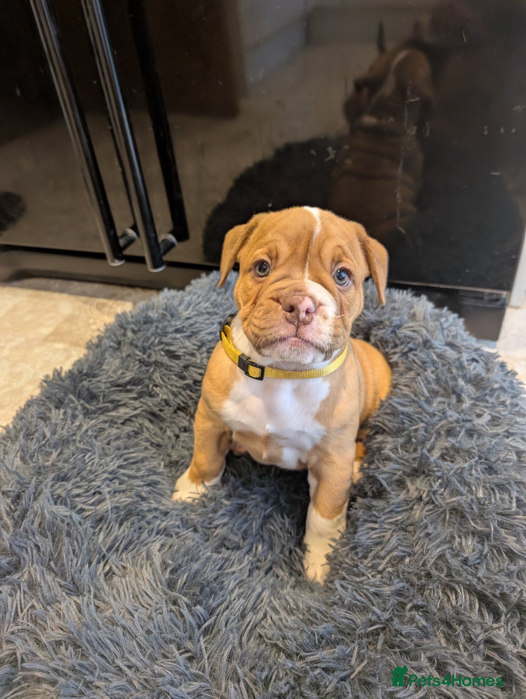 Olde English Bulldogge dogs for sale: READY NEXT WEEK! - OEB Puppies NEBBR ✅ 3rd Gen - Image 5