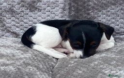 Jack Russell dogs for sale: Jack russel puppy’s  - Image 5