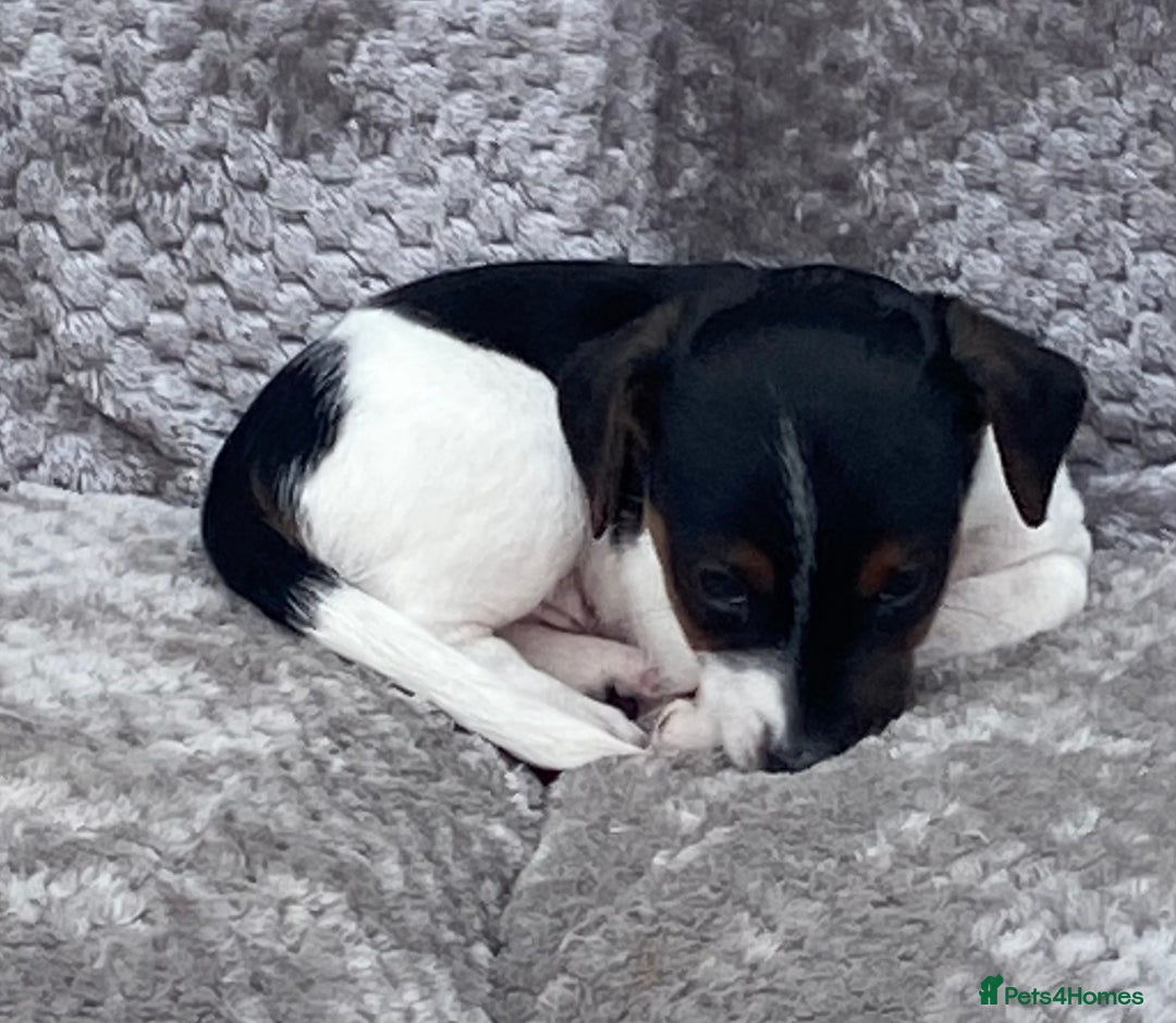 Jack Russell dogs for sale: Jack russel puppy’s  - Image 5